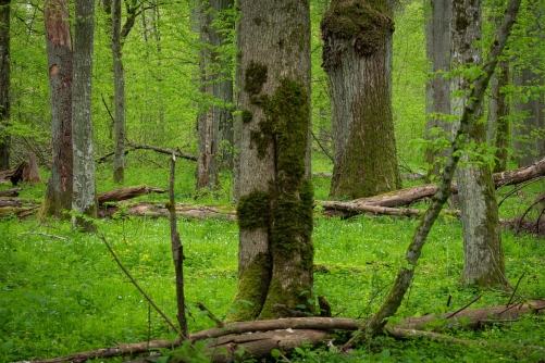 Frederic-Demeuse-WALD Photography